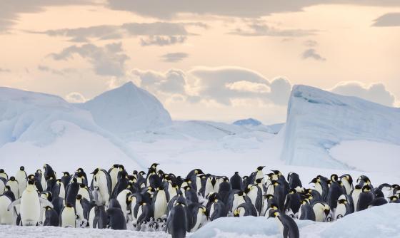 Scéna z filmu Putování tučňáků: Volání oceánu