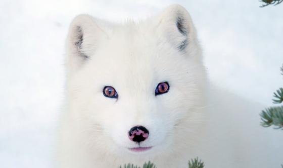 Scéna z filmu Max a Mája: Příběh lištiček