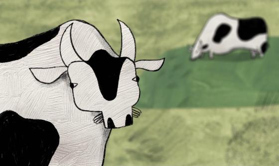 Scéna z filmu O krávě