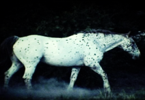 Scéna z filmu Bzučení hmyzu: zápisky mumie