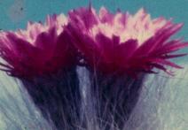 Scéna z filmu Herbaria