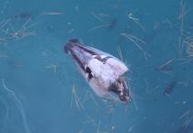 Scéna z filmu Dcera jako sviňa